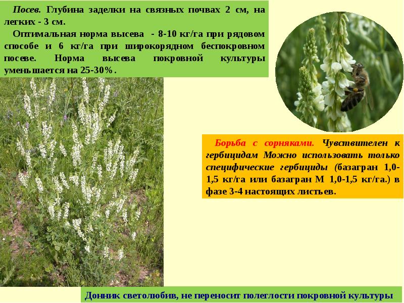 Кормовая трава 6. Однолетние колосовые травы. Беспокровные многолетние травы что это. Беспокровные травы этого года. Приёмы обработки однолетних трав.