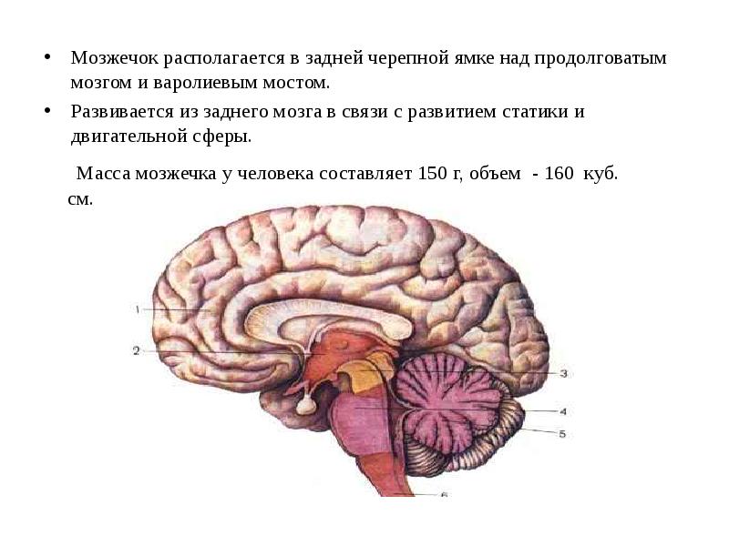 Строение и функции мозжечка головного мозга. Функции мозжечка человека анатомия. Функции отделов головного мозга мозжечок. Мозжечок строение и функции мозг кратко. Отделы головного мозга физиология.