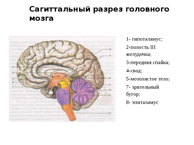 Сагиттальный разрез мозга