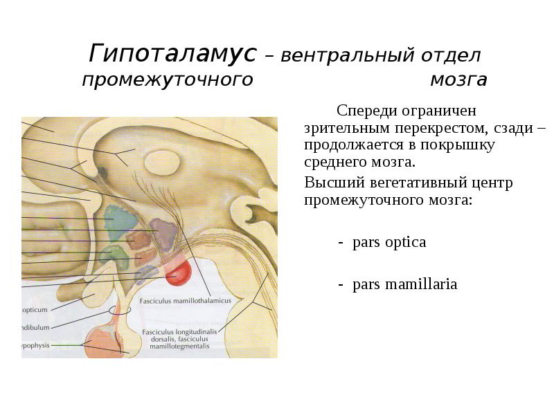 Гипоталамус это простыми словами. Гипоталамус это отдел промежуточного мозга. Вегетативные центры промежуточного мозга. Вентральный отдел промежуточного мозга. Промежуточный мозг вентральная.