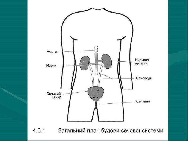 Проекция почек. Проекция органов на брюшную стенку. Проекция органов передней брюшной стенки. Контуры брюшной стенки проекция органов. Проекция органов на переднюю брюшную стенку рисунок.