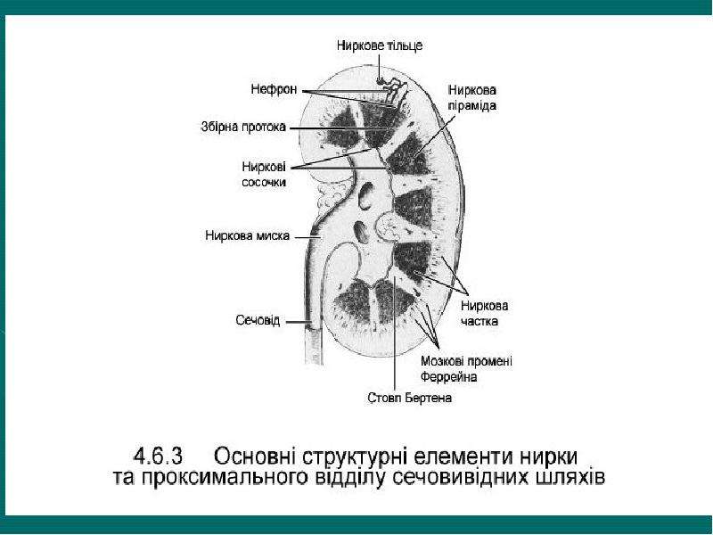 Мочевыделительная система презентация