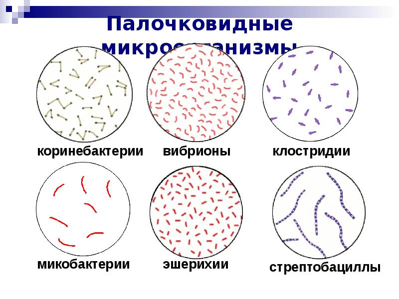 Классификация микроорганизмов морфология микроорганизмов презентация