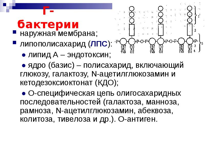 Липополисахарид. Липополисахарид клеточной стенки. Структура липополисахарида грамотрицательных бактерий. Строение липополисахарида грамотрицательных бактерий. Функции липополисахарида грамотрицательных бактерий.