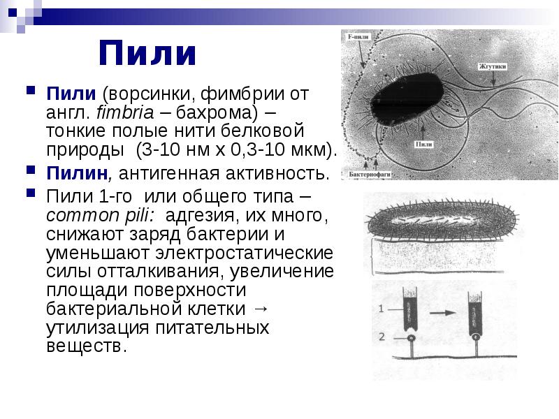 Фимбрии бактерий картинки