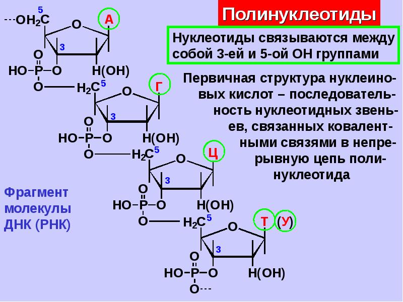 Полинуклеотидная рнк. Нуклеотиды названия и формула. Нуклеотид ДТТФ. Формула нуклеотида ДНК. Формула нуклеотида РНК.