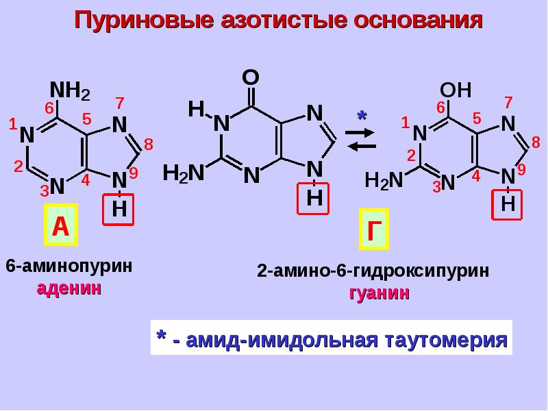 Молекулы входящие в состав нуклеотидов. Нуклеотид PG. Парные нуклеотиды. Вырожденные нуклеотиды. Из чего состоит нуклеотид.