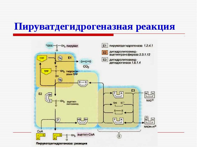 Структурно функциональная организация пируватдегидрогеназного комплекса схема