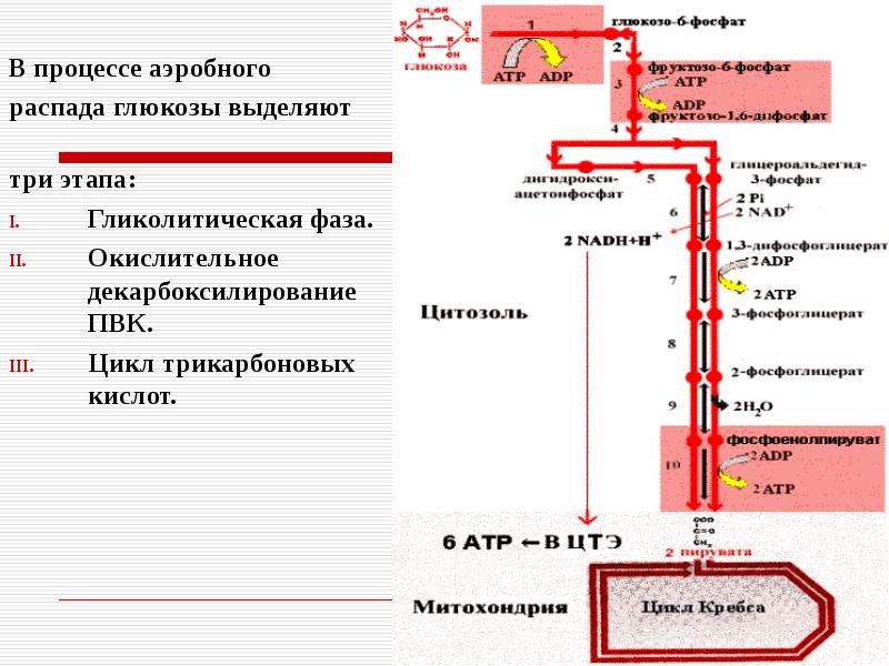 Распад глюкозы