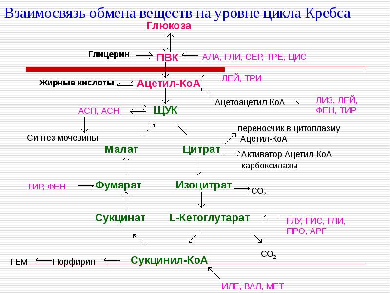 Схема взаимосвязи обмена веществ и энергии