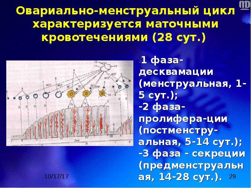 Месячные цикл 21. Овариально-менструационный цикл схема. Овариально-менструальный цикл (схема). Овариально маточный цикл физиология. Фаз оварио-менструального цикла:.