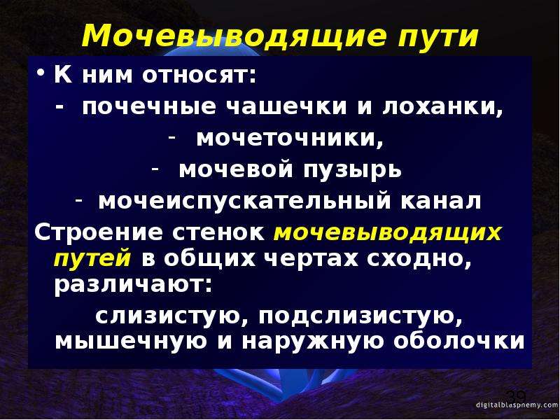 Строение стенки мочевыводящих путей