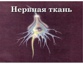 Нервная ткань
