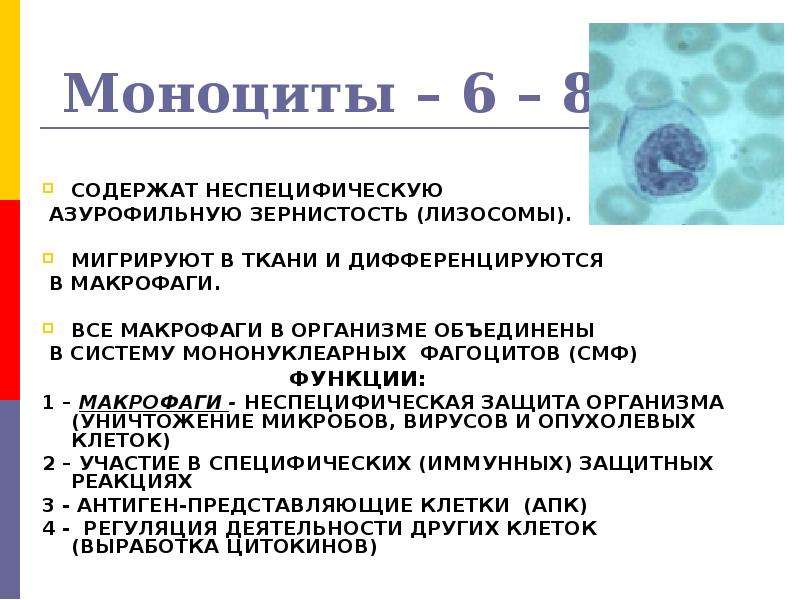 Моноцитов в крови 1. 7. Функции моноцитов. Функции моноцитов в крови. Основной функцией моноцитов является. Моноциты характеристика гистология.