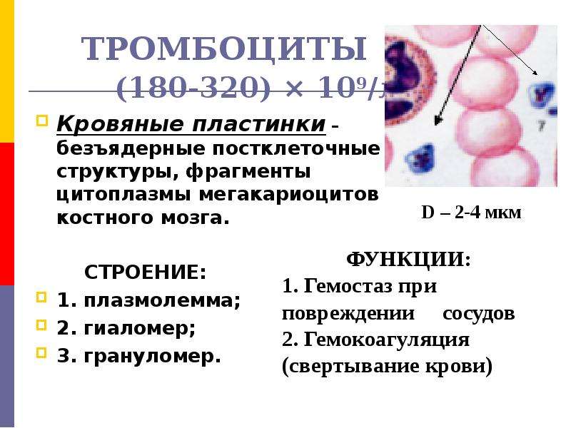 Увеличение тромбоцитов. Тромбоциты 179. Тромбоциты постклеточные структуры. Строение тромбоцитов в крови.