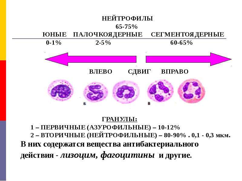 Мезенхима