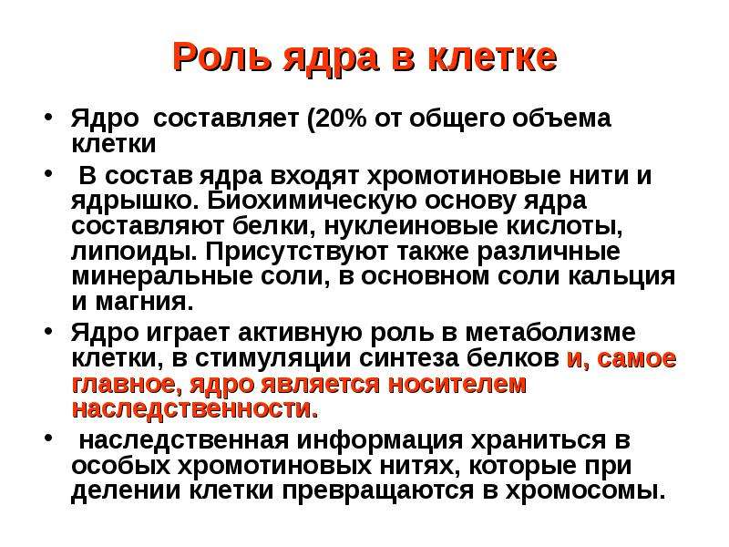 Какое значение ядра в жизнедеятельности клетки. Роль ядра в жизнедеятельности клетки. Значение ядра в жизни клетки.