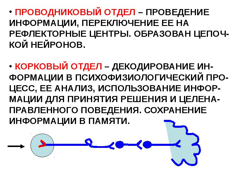 Анализаторы физиология презентация