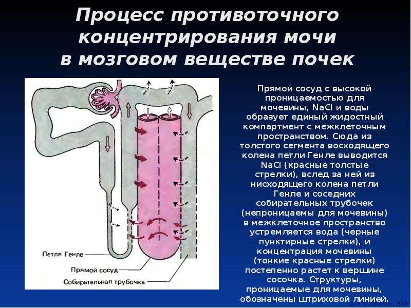 Петля генле. Петля нефрона Генле механизмы. Образующаяся жидкость в петле Генле. Реабсорбция в петле Генле. Петля Генле анатомия.