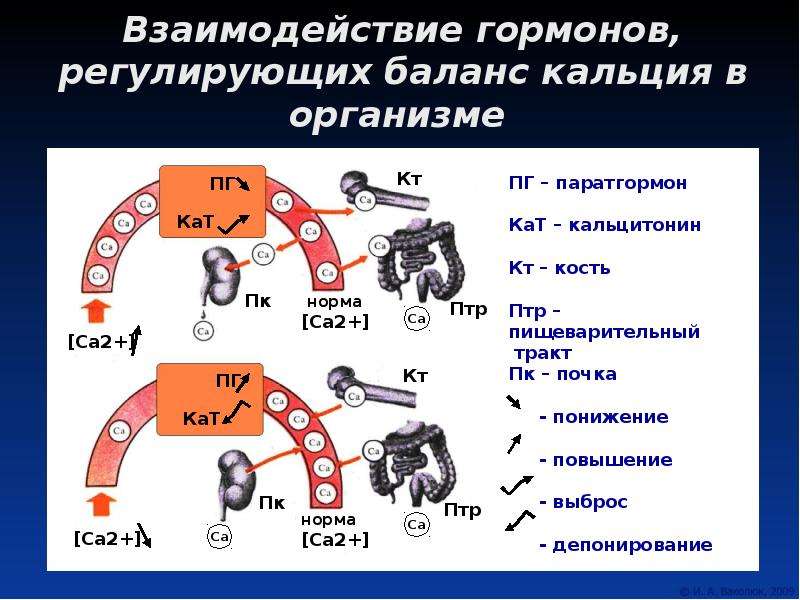 Организм механизм. Взаимосвязь гормонов. Механизм действия кальцитонина биохимия. Кальцитонин и паратгормон принцип взаимодействия. Кальцитонин механизм действия биохимия.