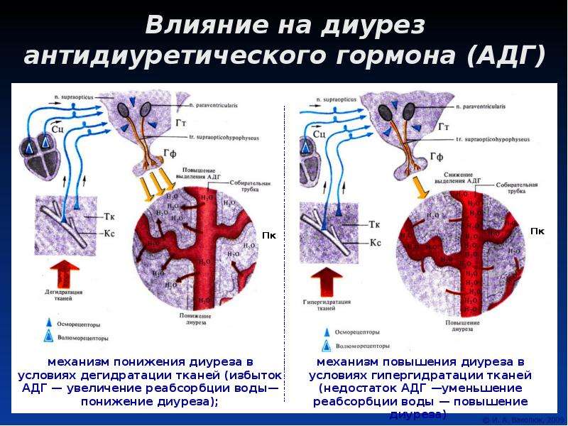 2 диурез. Влияние АДГ на диурез. Влияние антидиуретического гормона. Механизм действия антидиуретического гормона. Механизм влияния АДГ на диурез.