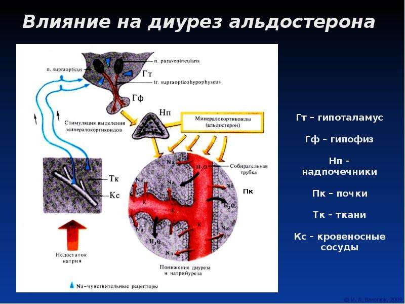 Альдостерон плазма. Влияние альдостерона на диурез. Рецепторы альдостерона. Влияние альдостерона на скорость образования мочи. Альдостерон как влияет на диурез.