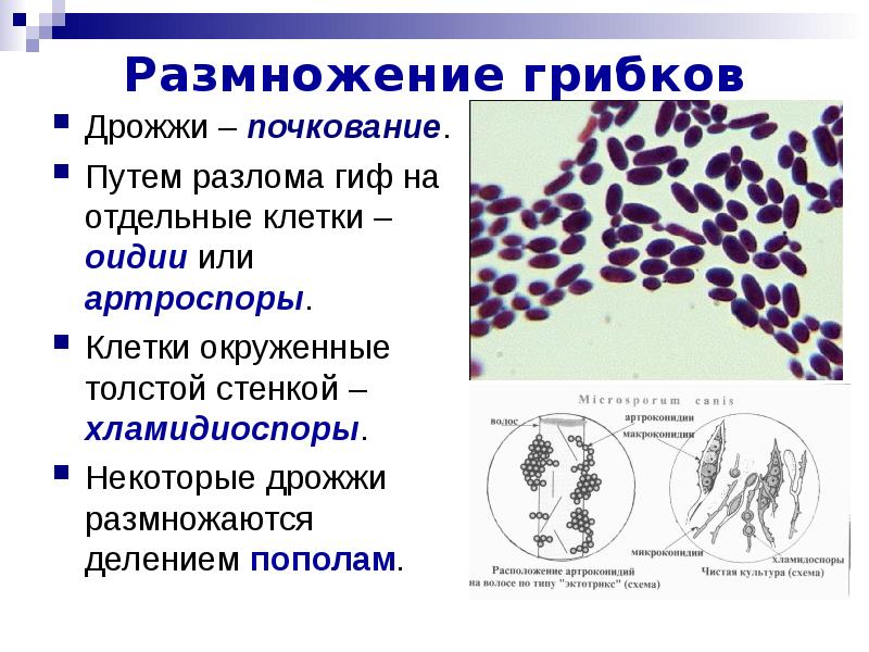 Размножение дрожжей фото