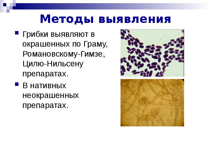 Презентация на тему физиология бактерий