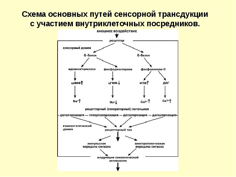 Общая схема трансдукции сигнала