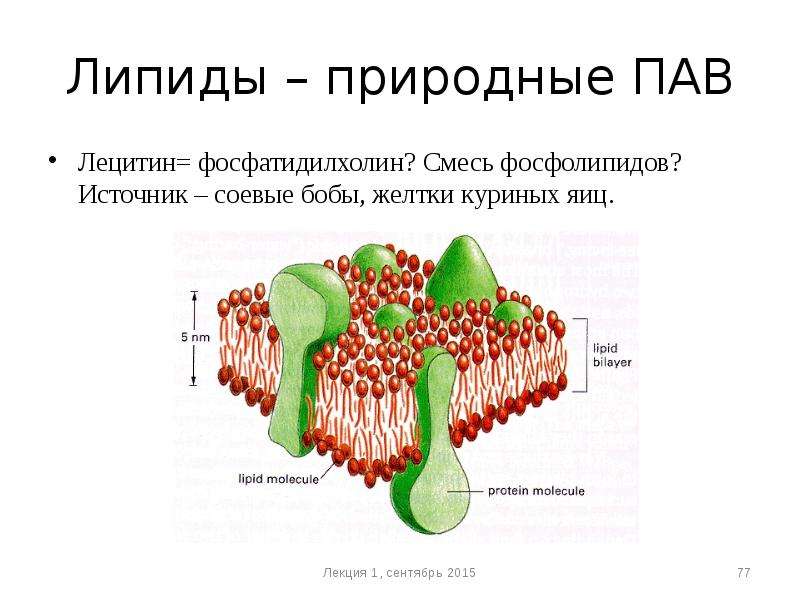 Молекула поверхностно активного вещества. Поверхностно-активные вещества фото. Фосфолипиды из соевых бобов.