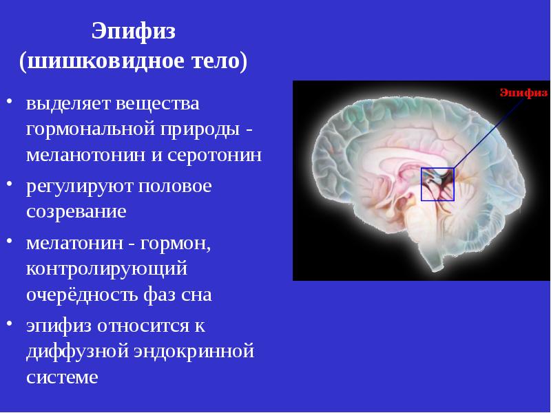 Эпифиз секреция. Эпифиз серотонин. Эпифиз мелатонин серотонин. Пептиды эпифиза. Атлант и эпифиз.