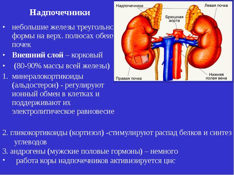 Гормоны надпочечников альдостерон. Гормоны коркового слоя надпочечников. Надпочечники железа альдостерон. Альдостерон действие на почки.