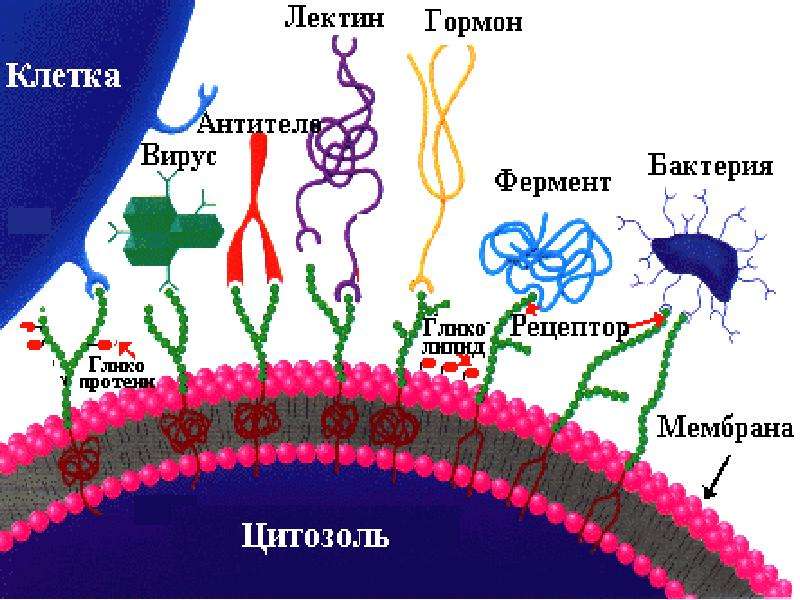 Рецепторы гормонов. Клеточные рецепторы гормонов. Гормоны в клетке. Строение клеточного рецептора гормона.