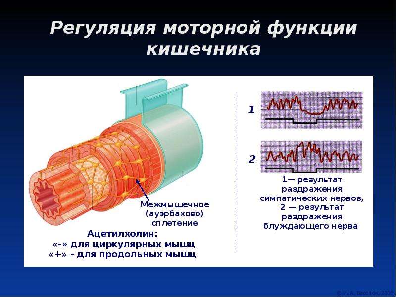 Двигательная функция кишечника