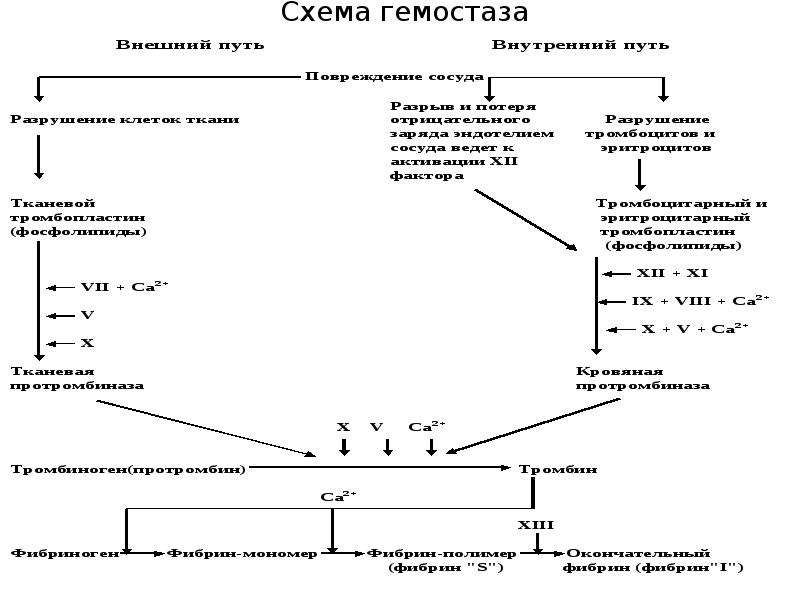 Схема коагуляционного гемостаза физиология