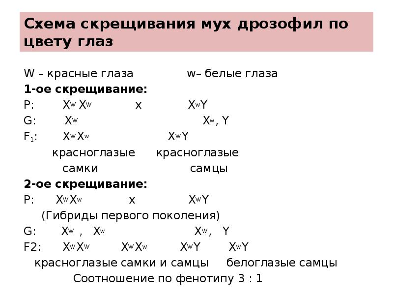 При скрещивании мух