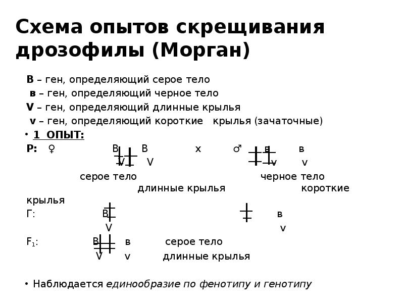 Рассмотрите рисунок на котором представлена схема хромосомной дифференциации пола у дрозофил