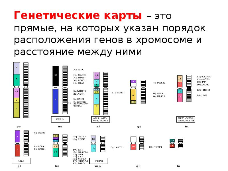 Генетическая карта показывает число и форму хромосом в клетке верно или нет