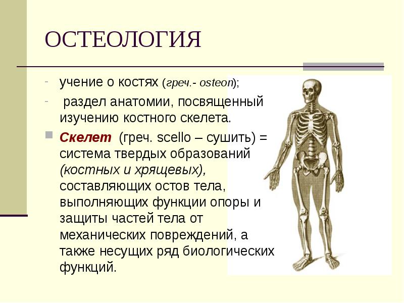 Анатомия человека мужчины с описанием фото