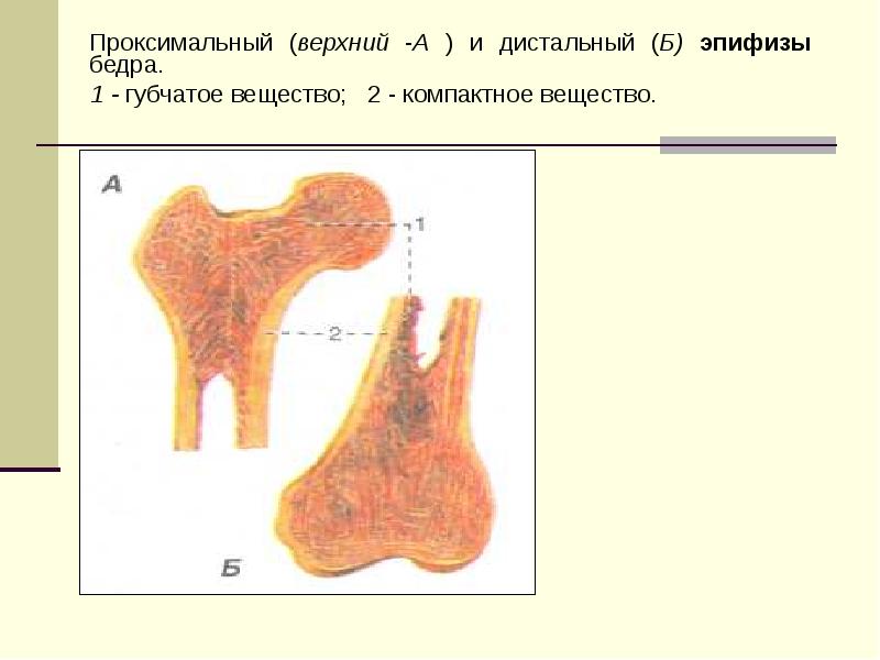 Анатомия человека презентация