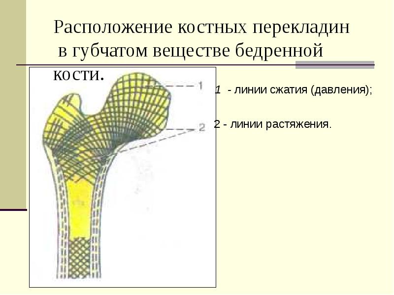 Анатомия человека презентация