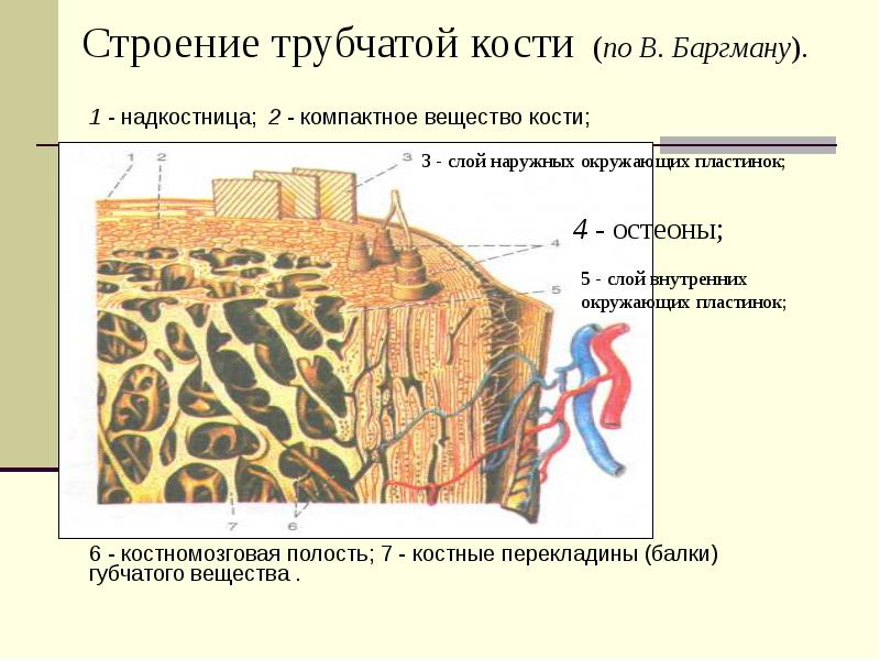 Темы для проекта по анатомии