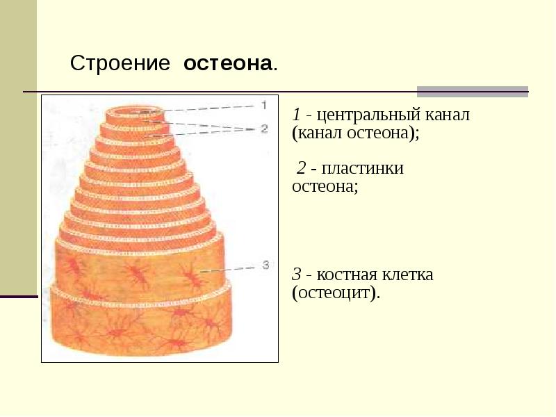 Анатомия человека презентация