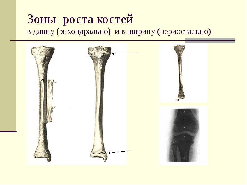 Анатомия человека презентация