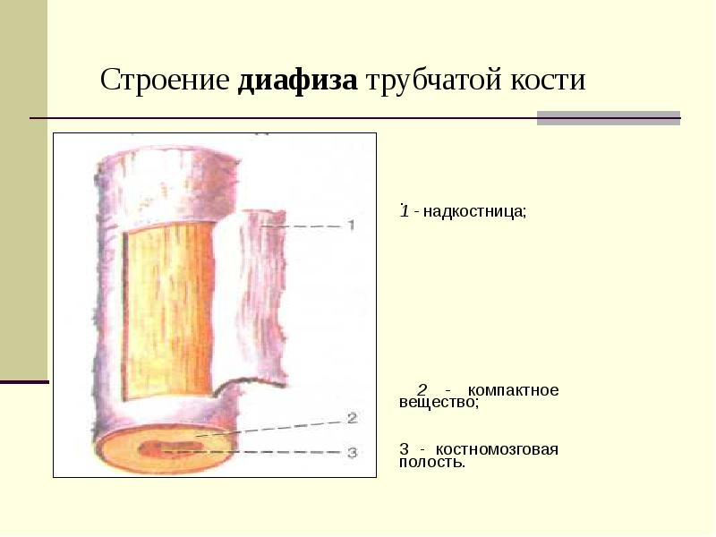 В состав какого органа входит изображенное на рисунке анатомическое образование