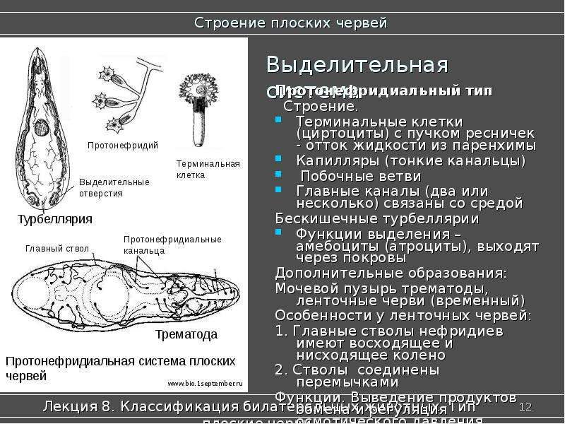 Плоское строение. Строение выделительной системы червя. Ресничные черви строение выделительной системы. Строение выделительной системы ленточных червей. Выделительная система у ленточных червей 7 класс.