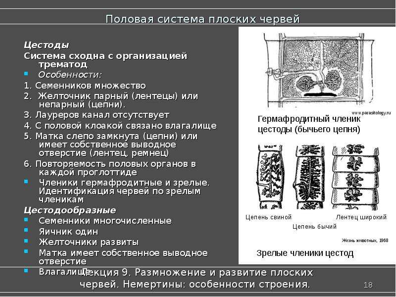 Особенности свиного цепня. Половая система ленточных червей.