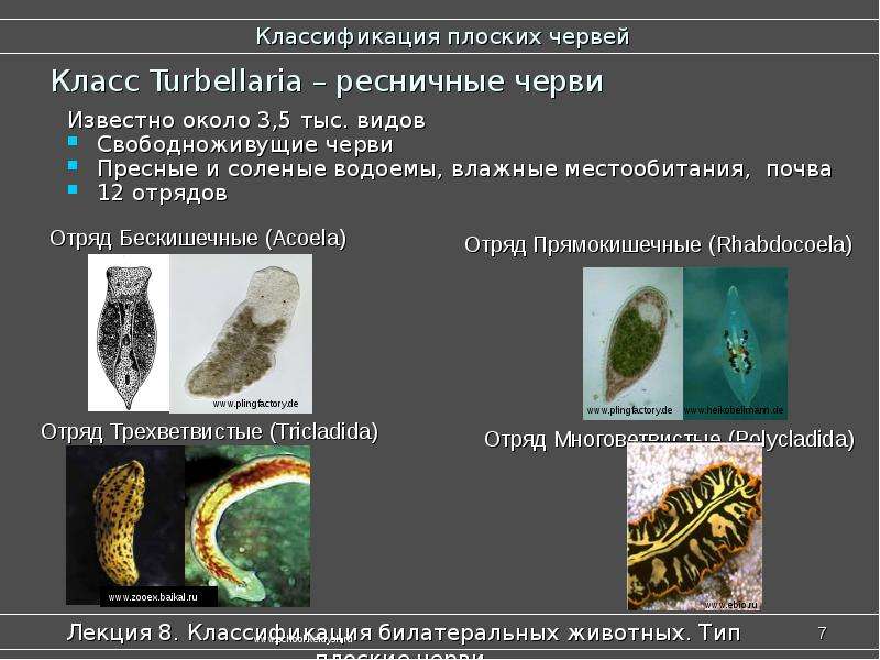 Вид плоской. Тип плоские черви классификация. Классификация ресничных червей. Род и вид Тип плоские черви. Ресничные черви классификация.