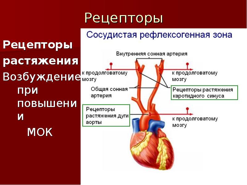 Рефлексогенные зоны сердца. Сосудисты рефлексогеннын зоны. Рефлексогенные зоны сердечно-сосудистой системы. Рецепторы сердца и сосудов. Рецепторы растяжения предсердий.