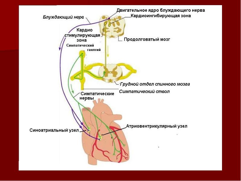 Головной отдел блуждающего нерва. Блуждающий нерв иннервация сердца схема. Заднее ядро блуждающего нерва. Блуждающий нерв иннервирует сердце. Блуждающий нерв головной отдел.